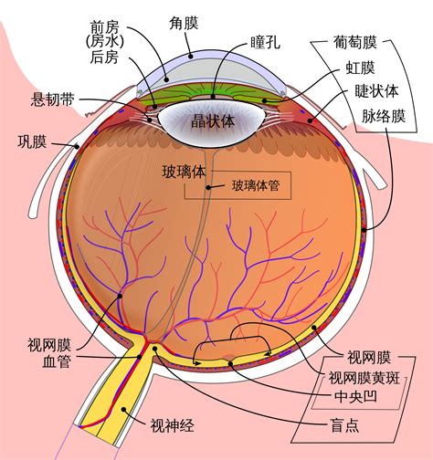 眼睛是什麼|【護眼百科】 眼的構造及功能－眼的構造精巧 功能獨特